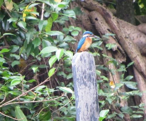 Common Kingfisher