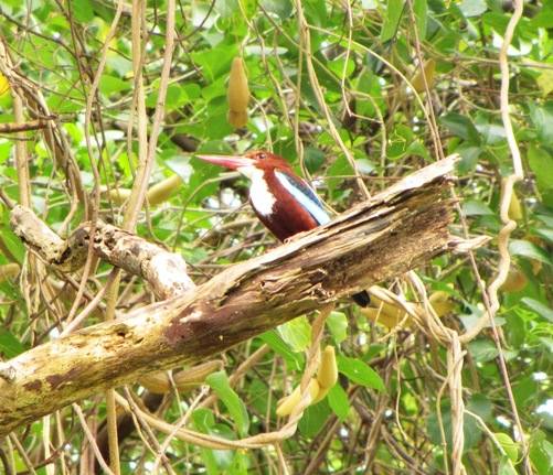 White-breasted Kingfisher