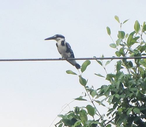 Pied Kingfisher