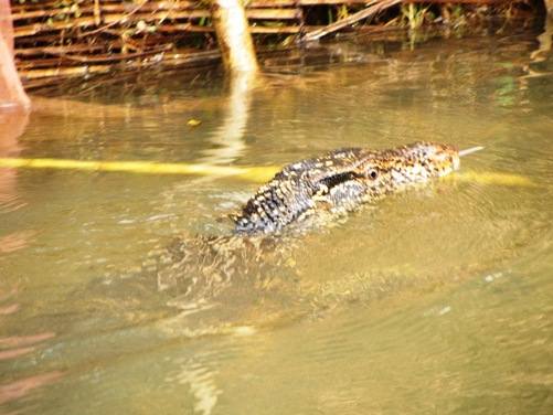 kabaragoya swimming