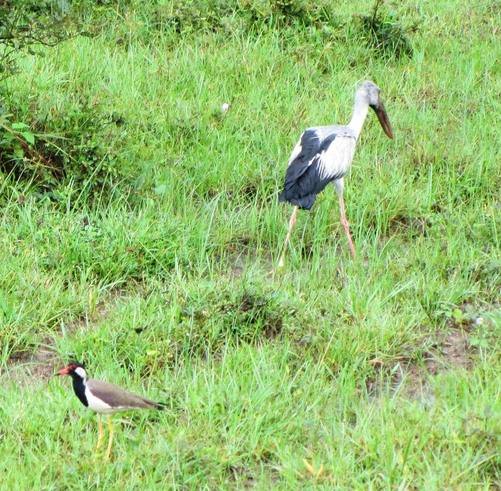 Openbill Stork and red wattled lapwing