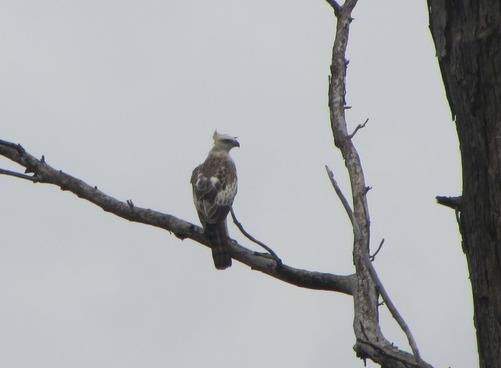 Crested Hawk Eagle