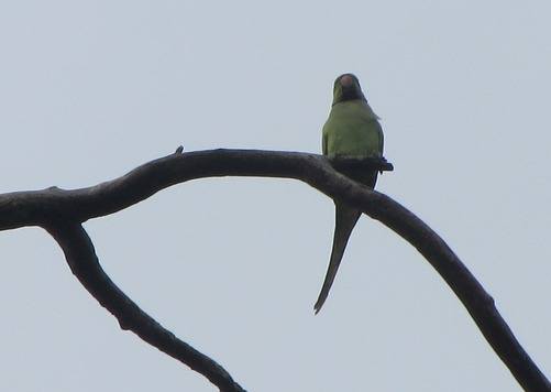 Rose-ringed parakeet