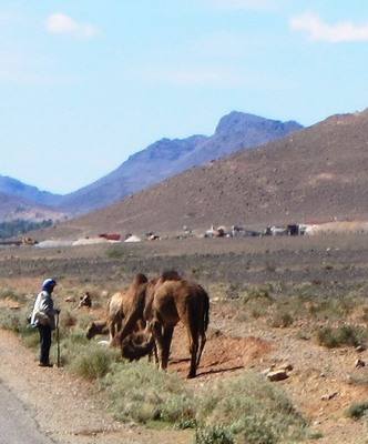 IMG_0674 1camels close