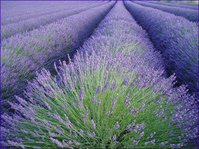 Illustrated instructions for Stress free lavender bath spell