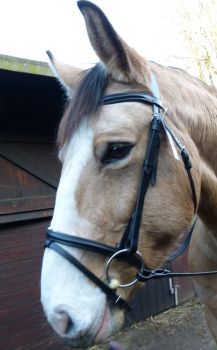 Flash Bridle With Rubber Reins