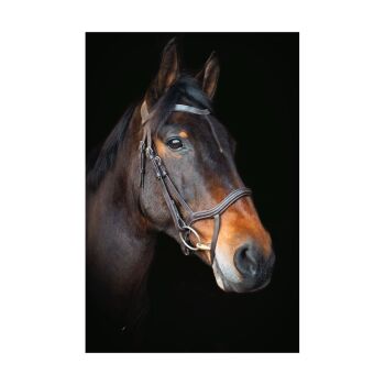 Cameo Equine Performance Anatomic Bridle with Flexi Reins