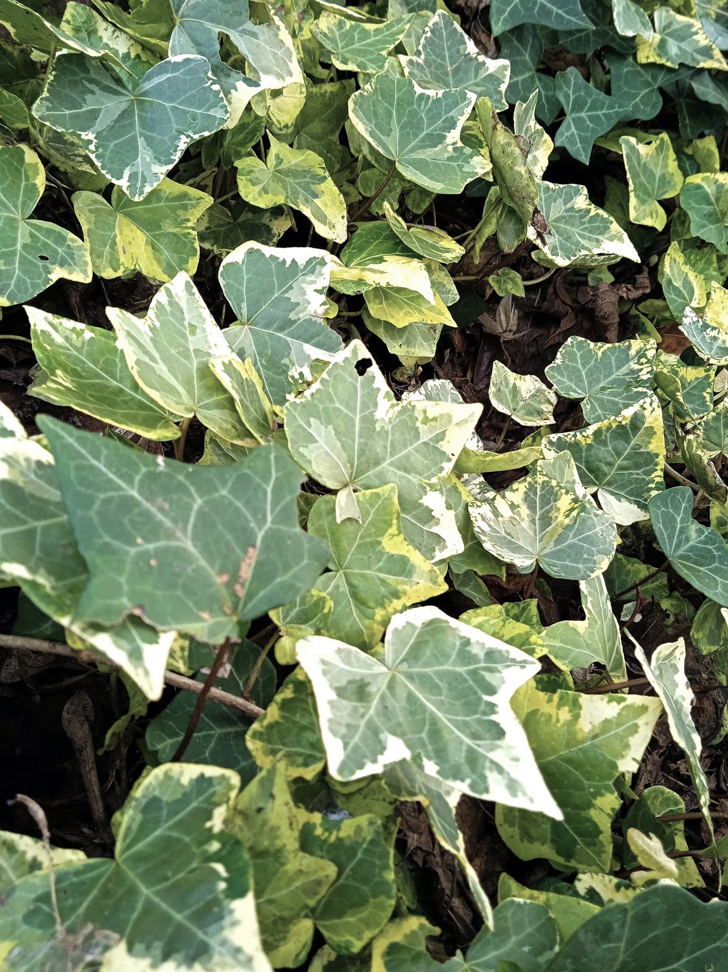Image of variagated Ivy greens