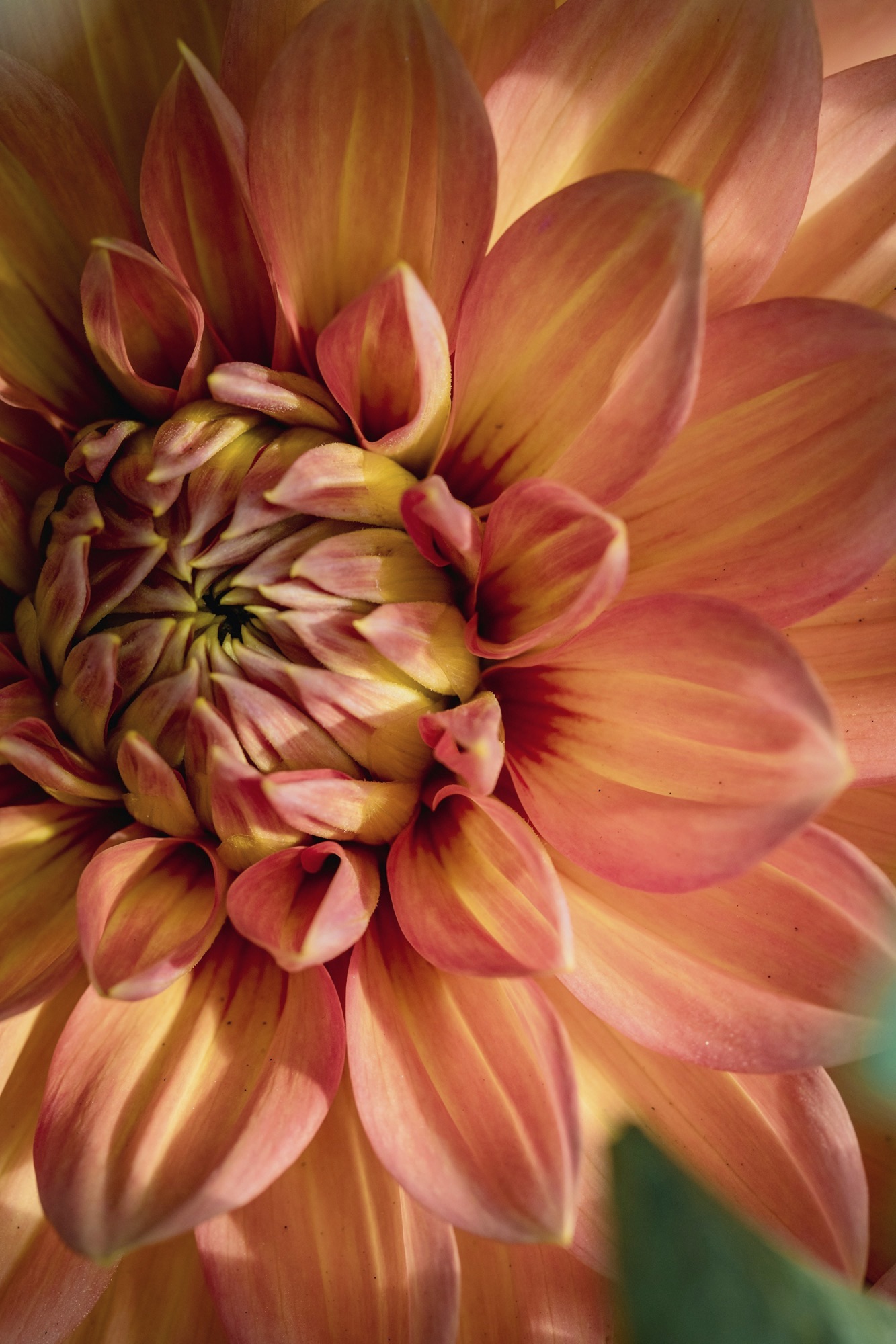 Image of a pale orange dahlia