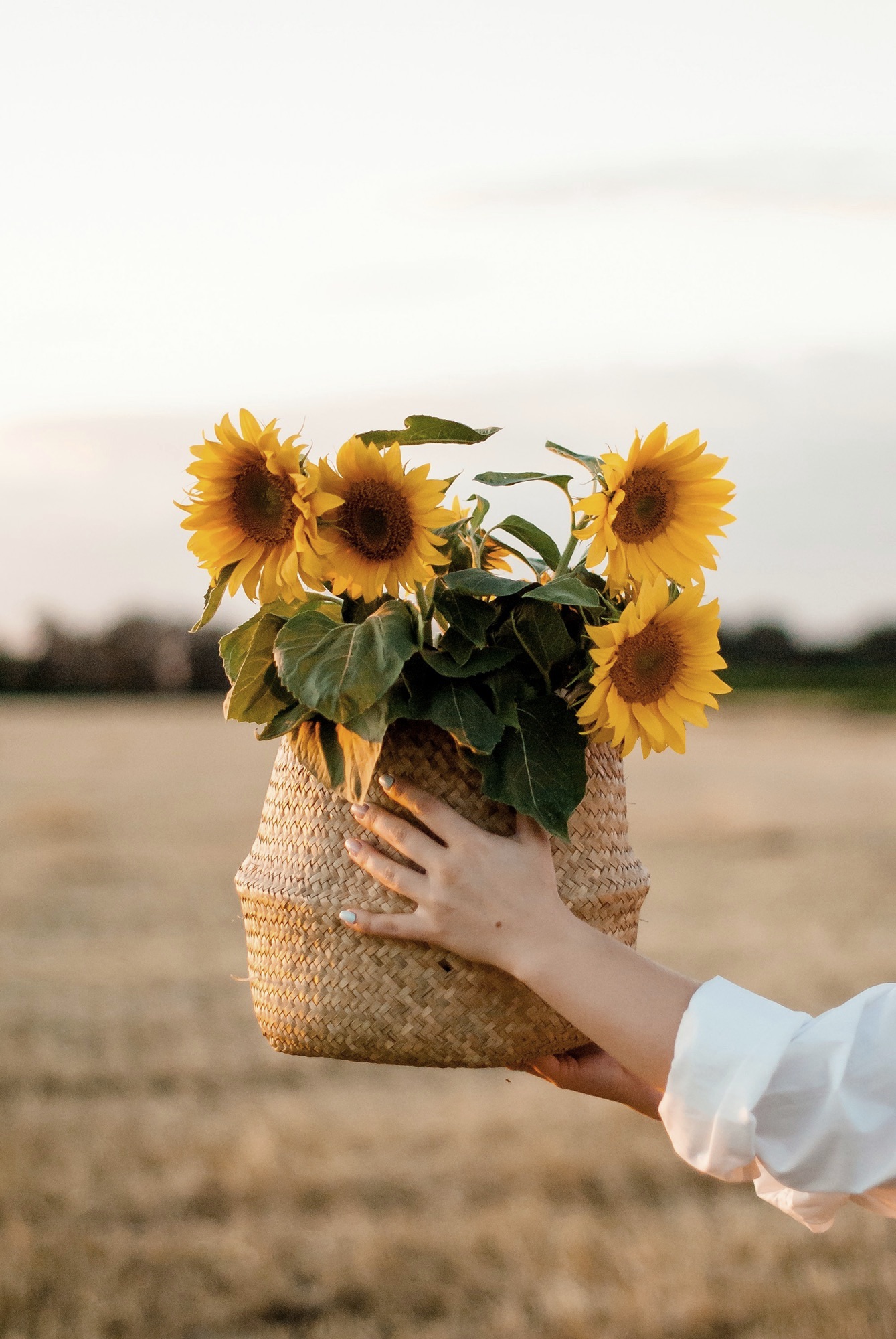image of a basket of sunflowers being held by a women in a field