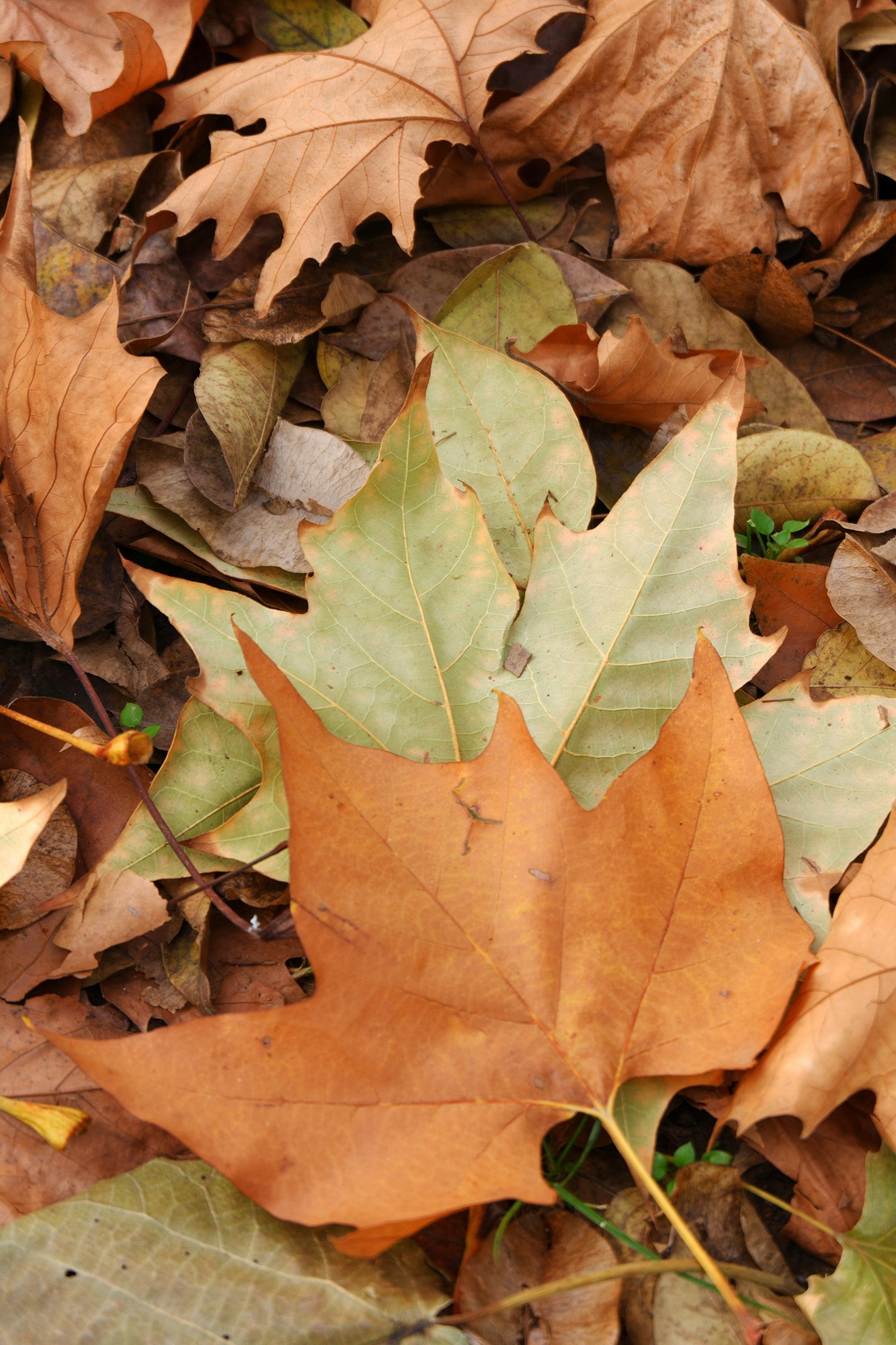 omage of autumn leaves  on the ground