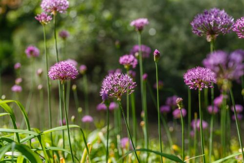 Natural Allium Purple Sensation