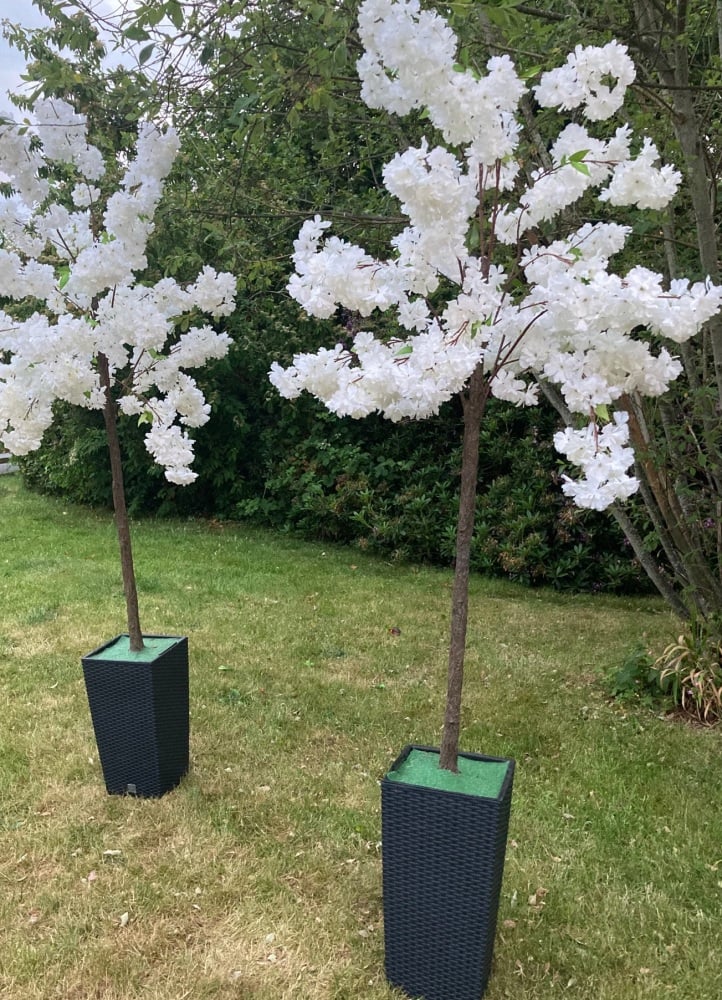 Small Potted Blossom Tree White