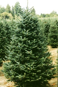 Fraserfir new