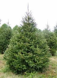 Norway Spruce 4ft