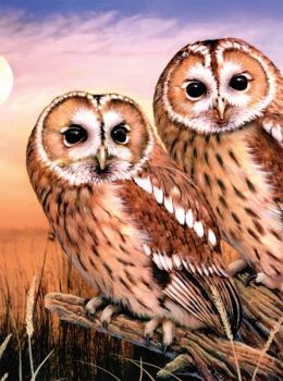 TAWNY OWLS SMALL JUNIOR PAINT BY NUMBERS by R&L 