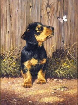 DACHSHUND PUPPY paint by numbers