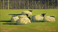 Sheep resting Barbara Bernard 30 x 56cm