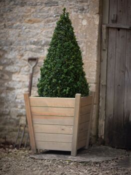 Kingham spruce planter