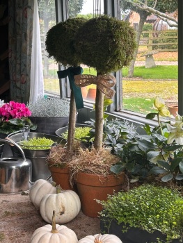 Miniature fresh moss topiary tree