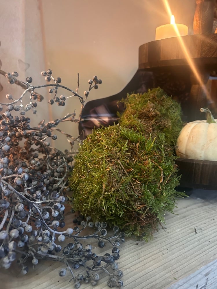 Fresh moss ball