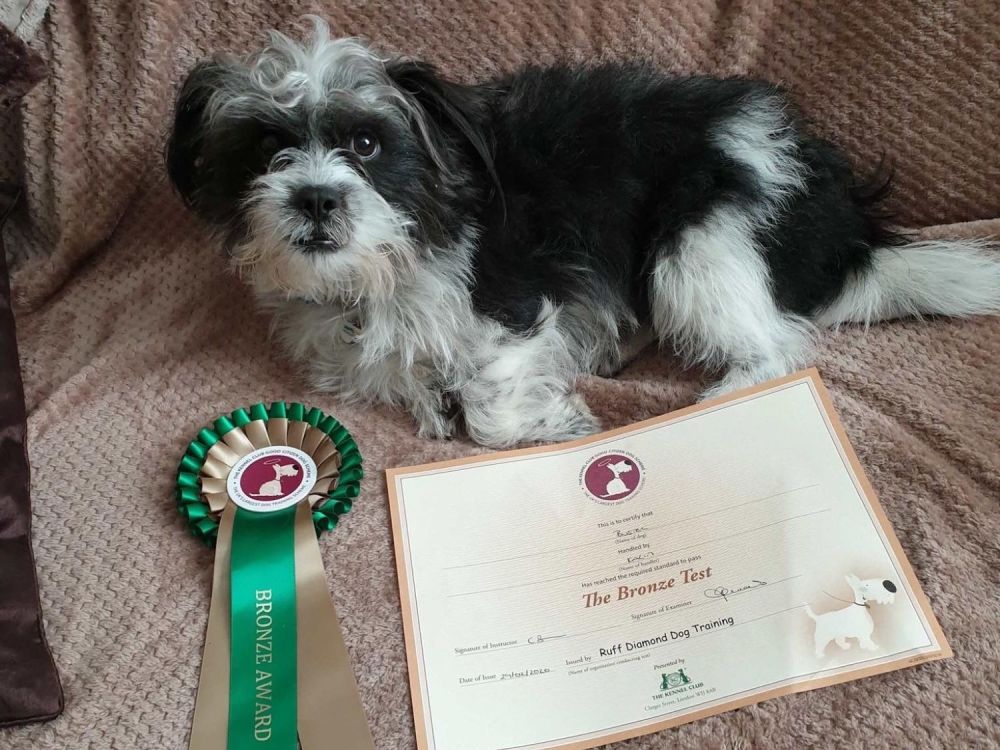 Bronze Kennel Club Good Citizen Gallery