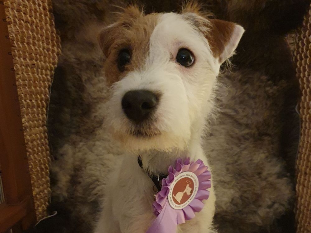 Puppy Training Newcastle