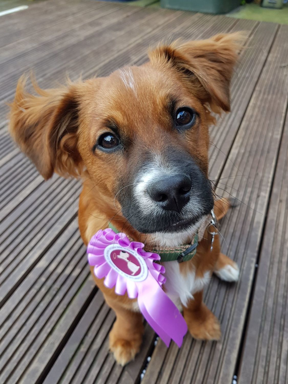 Puppy Training Newcastle