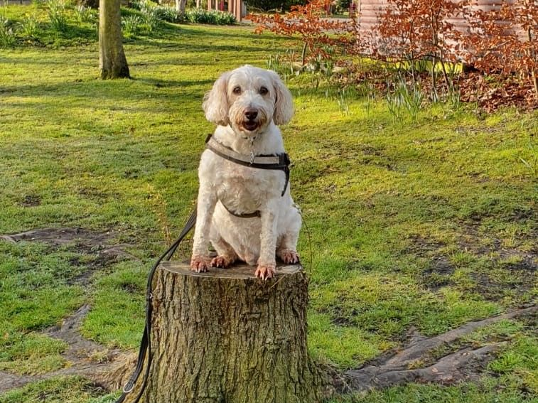 Puppy training for the whole family