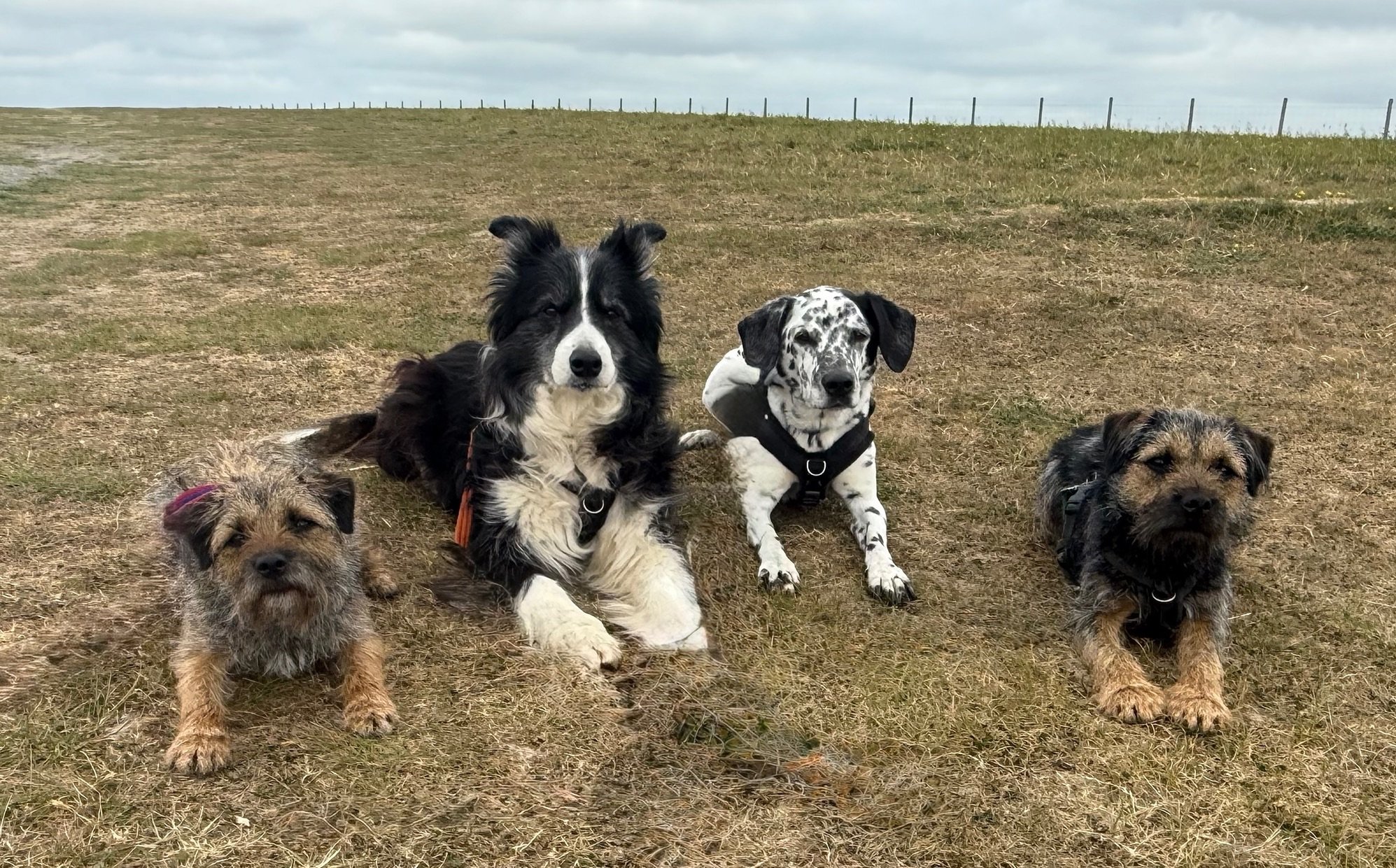 The Ruff Diamond Dog Training Team