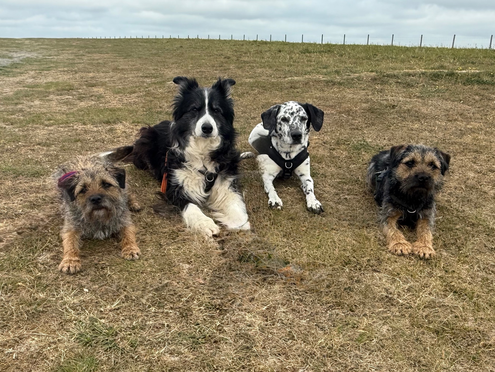 The Ruff Diamond Dog Training Team