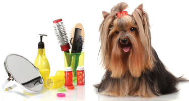 Dog Groomer Job Position Dublin Ireland