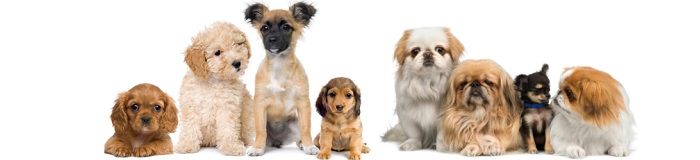 Groomer