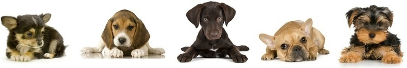 Measuring the dog