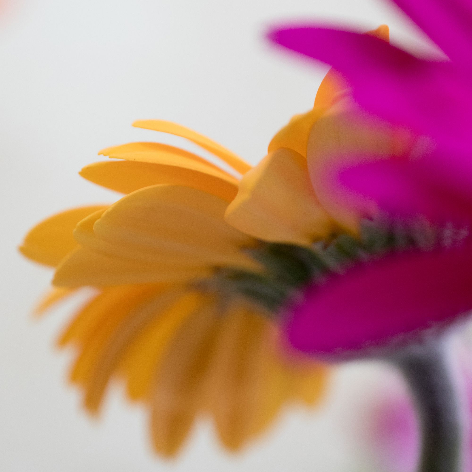 Default image