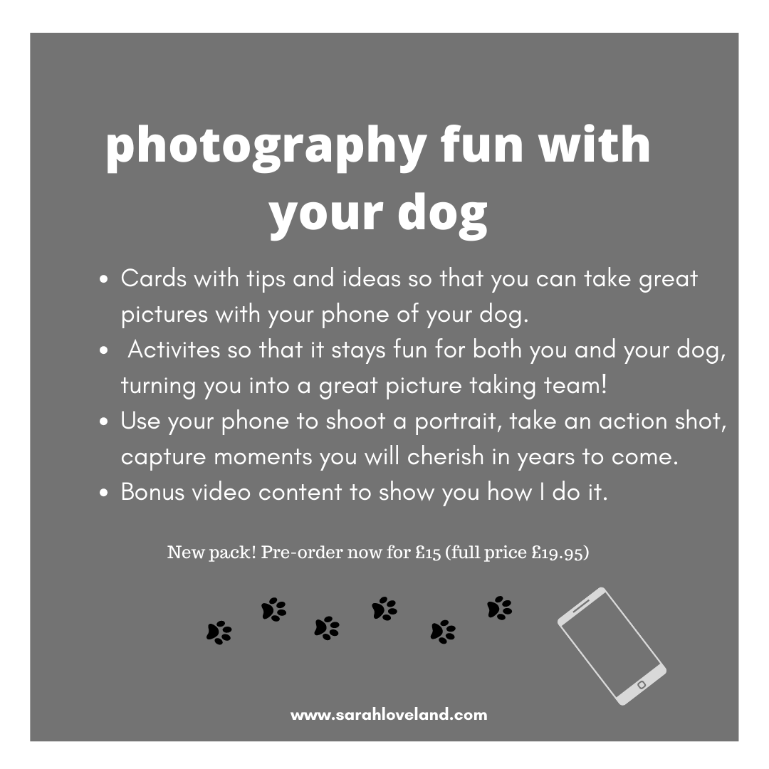 Photo fun with your dog