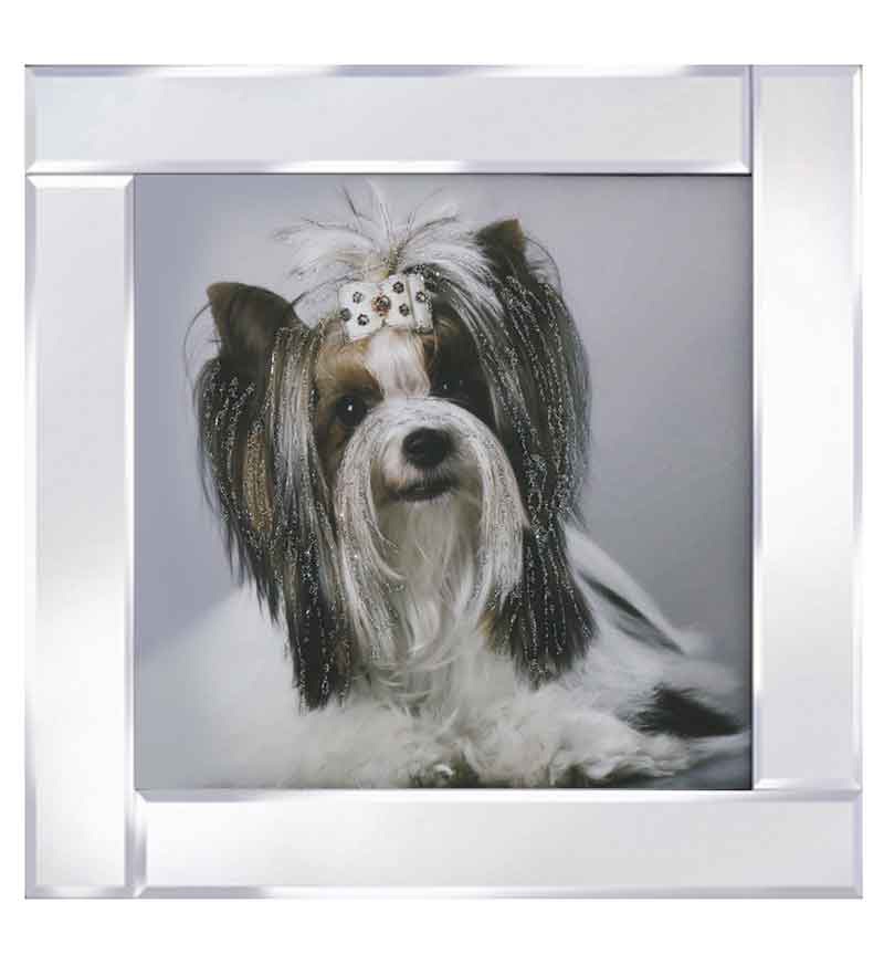 Mirror framed art print "Yorkshire Terrier with Ribbon" 60cm x 60cm