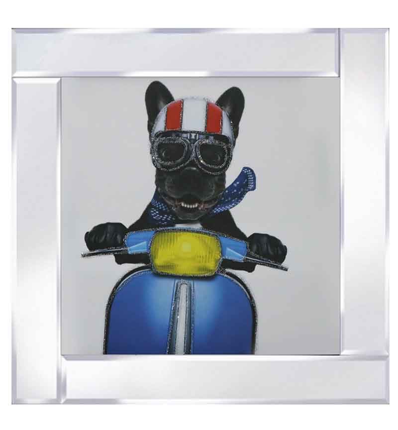 Mirror framed art print "Bulldog on a scooter" 60cm x 60cm