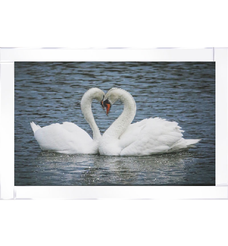 Mirror framed art print " Love Heart Swans " 100cm x 60cm 