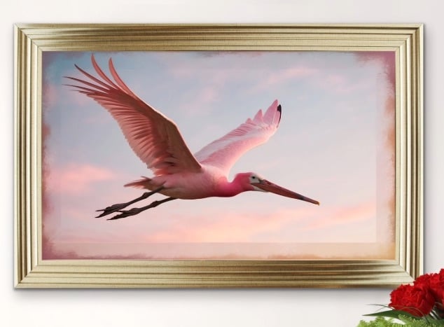 Graceful Pink Spoonbill Glides Through Air Framed wall Art 115cm x 75cm