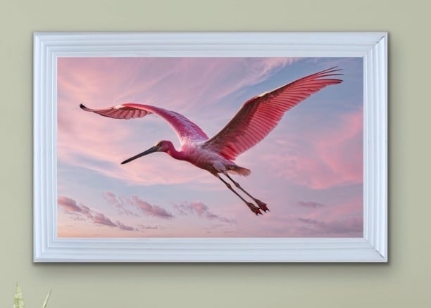 Graceful Pink Spoonbill Glides Through The Air Framed Wall Art  115cm x 75cm white framed