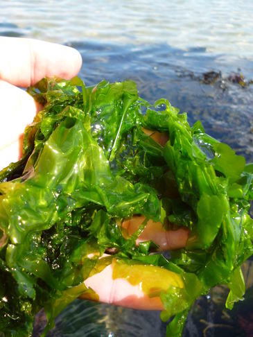 seaweed-sea lettuce