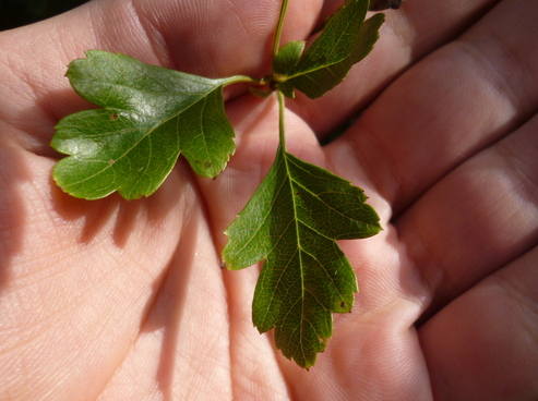 hawthorn leaf