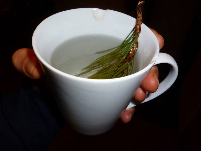Pine tea