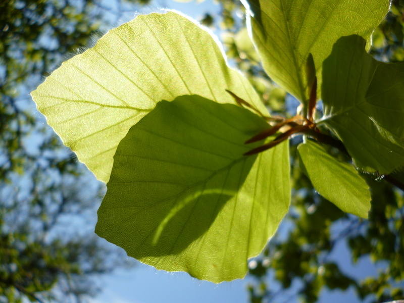beech leaf