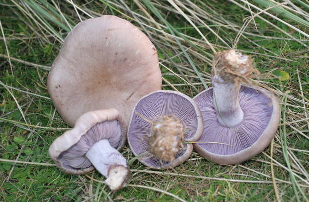 Blewits in grass