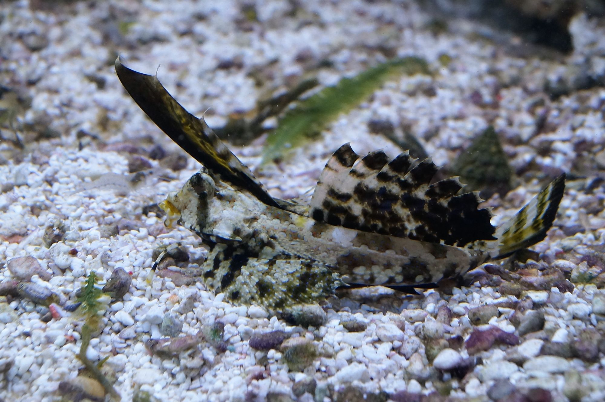 picasso trigger, jeweled puffer, brittle stars, wrasse, cleaner