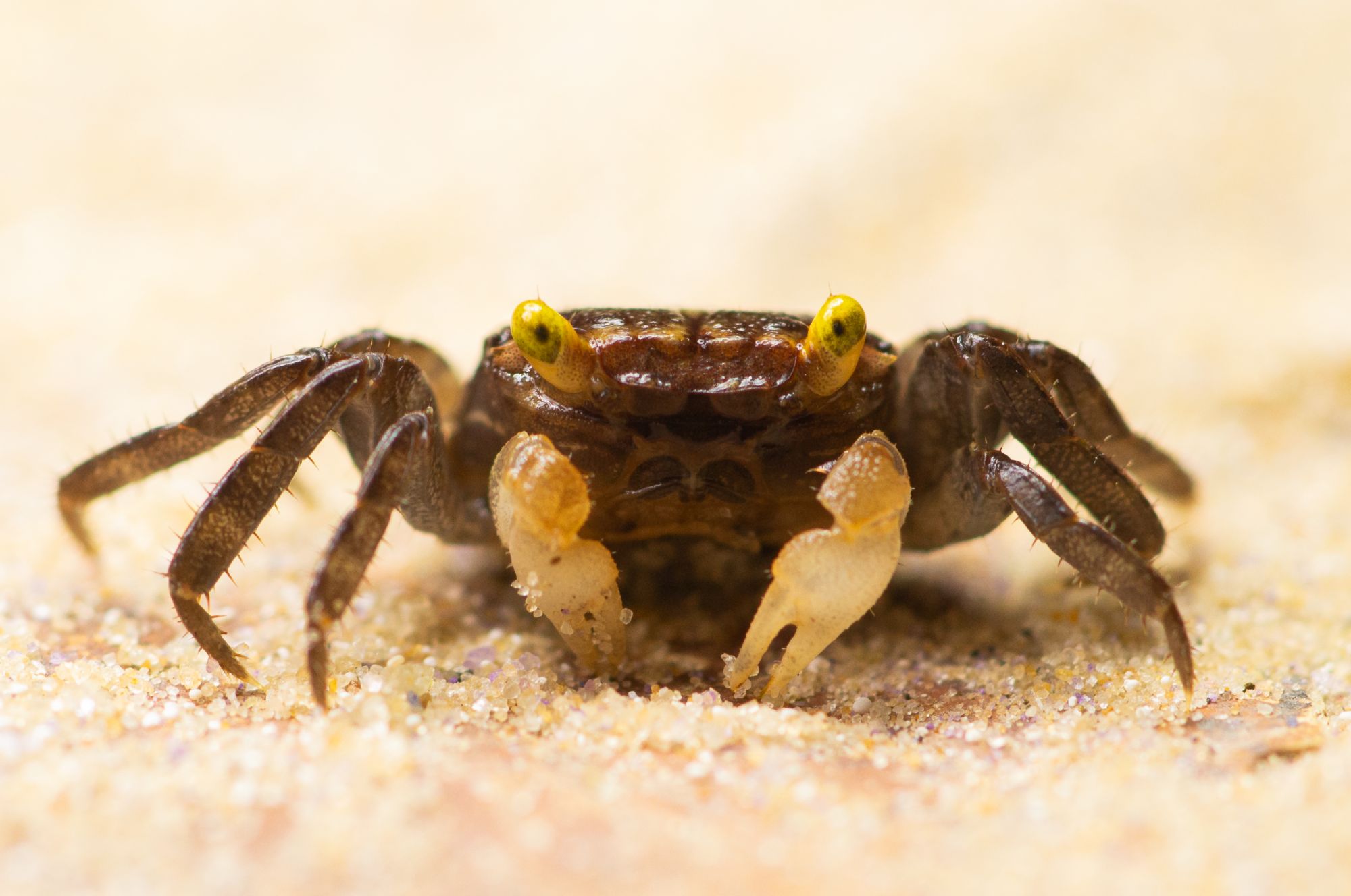 Golden eye crab.jpg