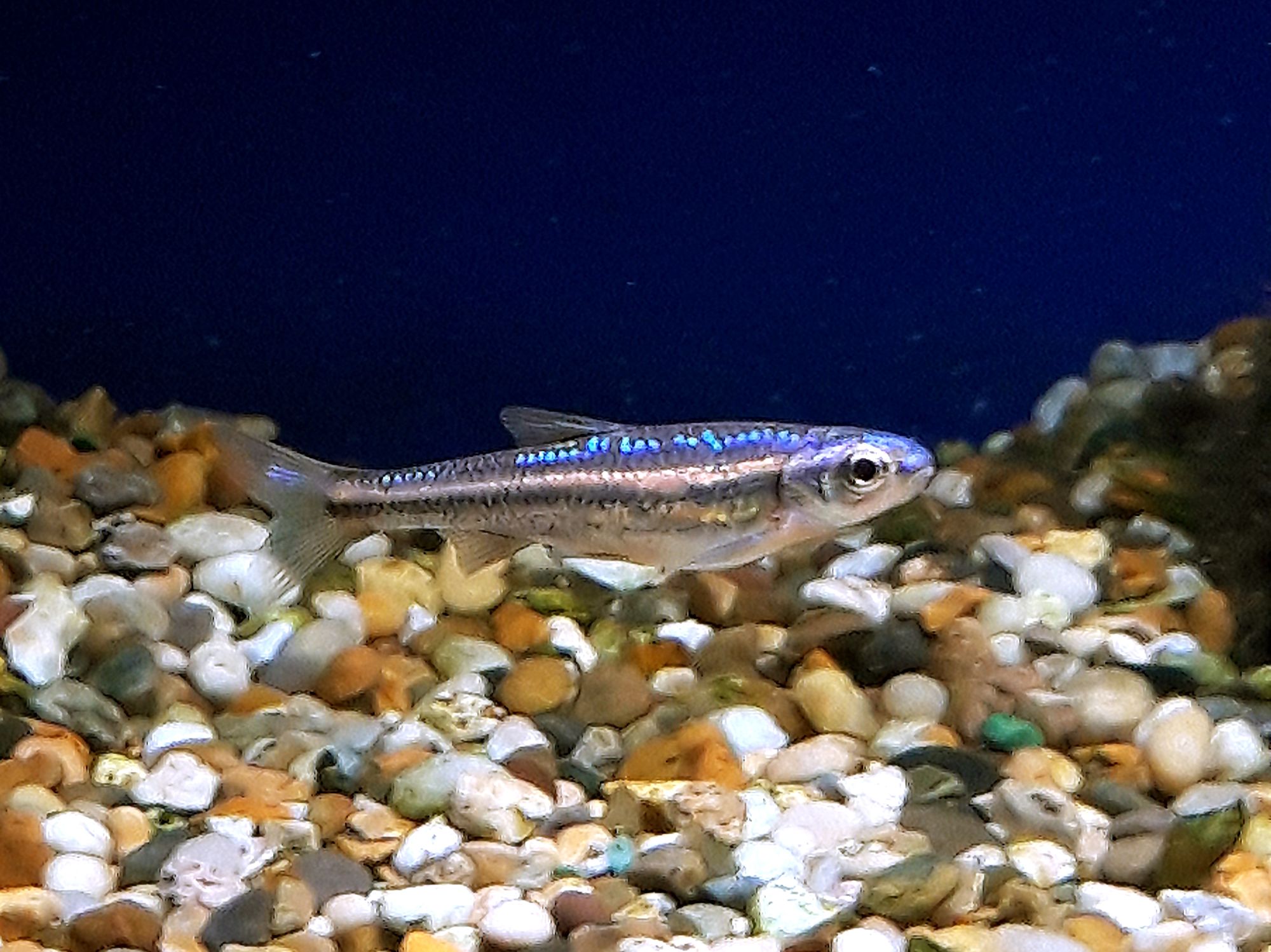 Rainbow shiner