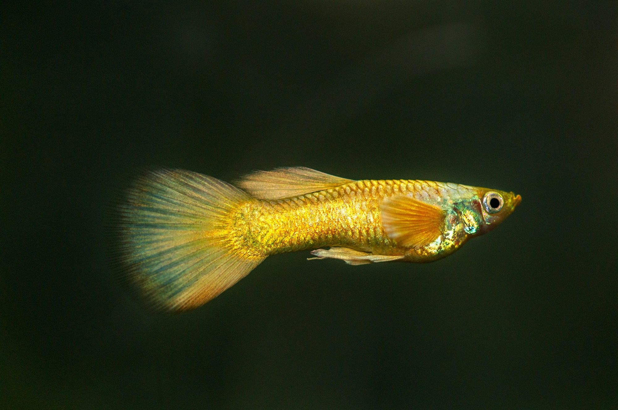 Gold guppy.jpg